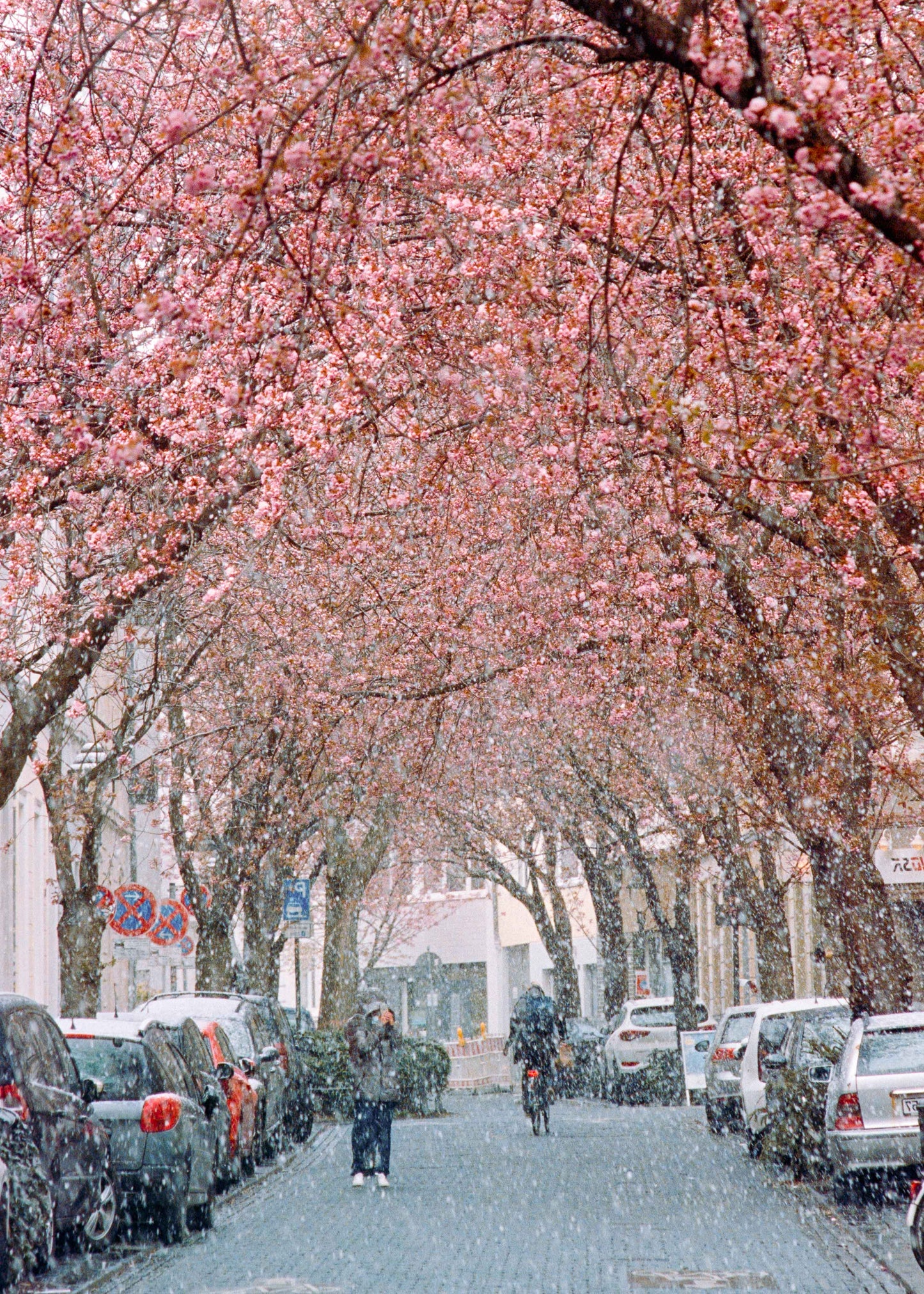 Wandbild "Kirschblüte im Schnee 1"