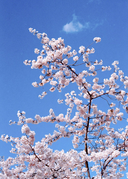 Wandbild "Blüte"