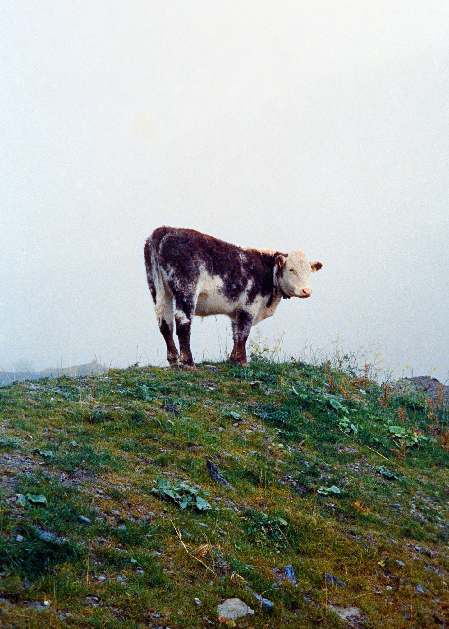 Wandbild "Kuh im Nebel"