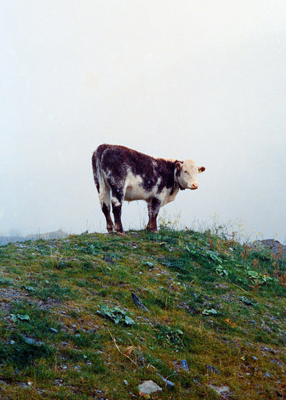 Art Print "Cow in the fog"