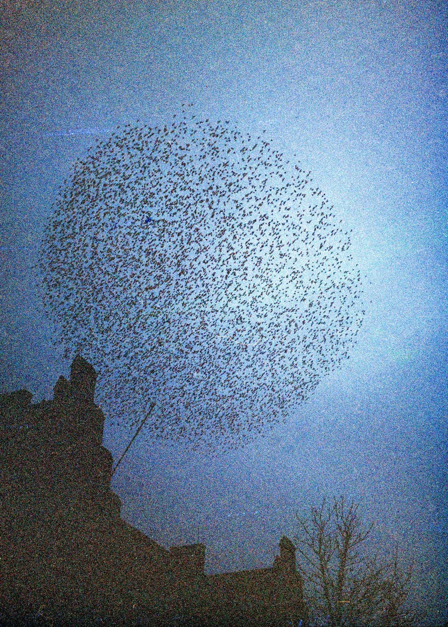 Wandbild "Murmuration"