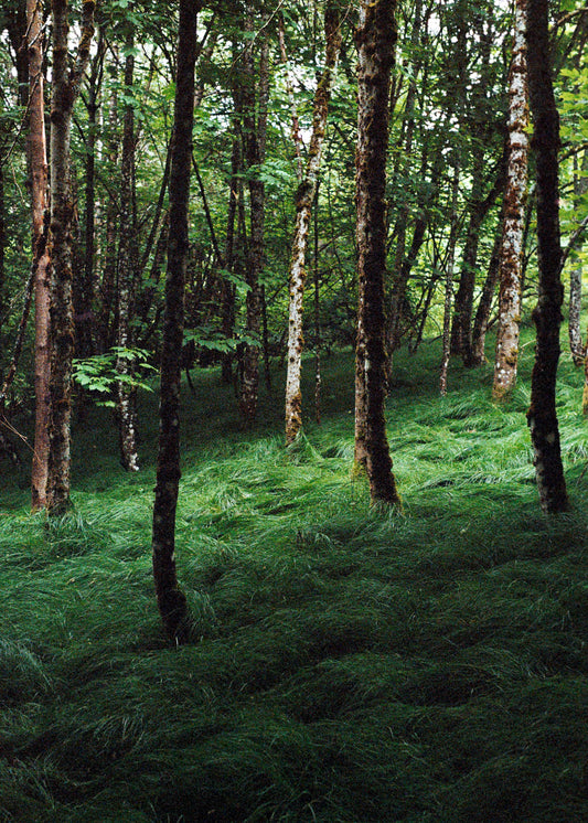 Wandbild "Verwunschener Wald"