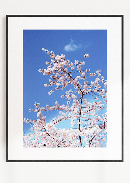 Art Print "Blossom"