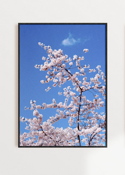 Art Print "Blossom"