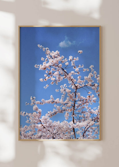 Art Print "Blossom"