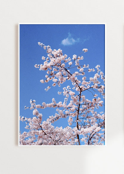 Art Print "Blossom"