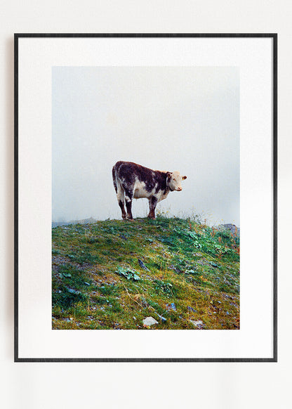 Wandbild "Kuh im Nebel"