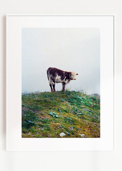 Art Print "Cow in the fog"