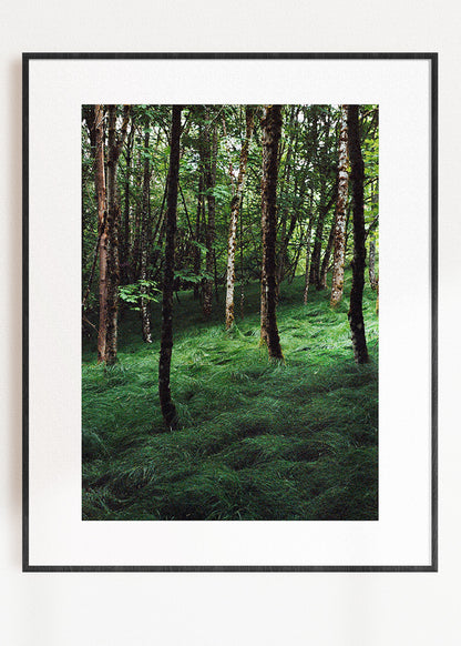 Art Print "Enchanted Grove 1"