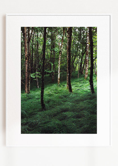 Art Print "Enchanted Grove 1"