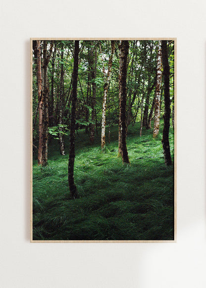 Wandbild "Verwunschener Wald"