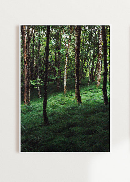 Art Print "Enchanted Grove 1"