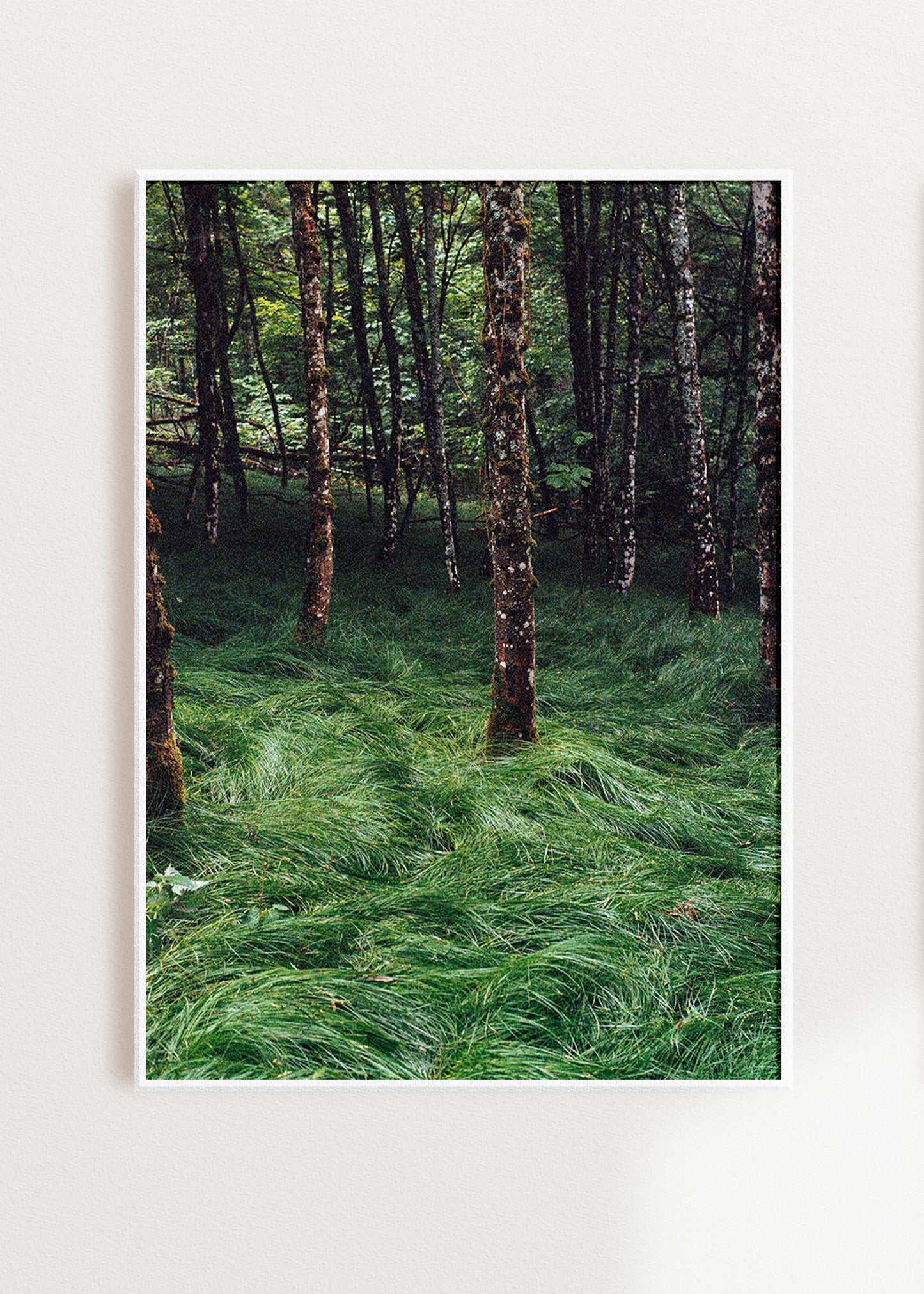 Wandbild "Verwunschener Wald 2"